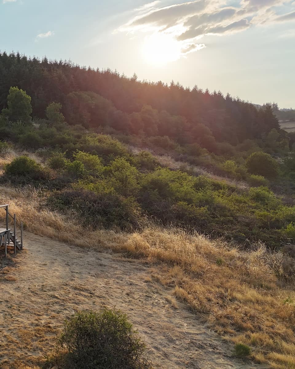 Ombelle Forêt — Le dôme adossé à la lisière, dans l'ombre fraîche des grands arbres.