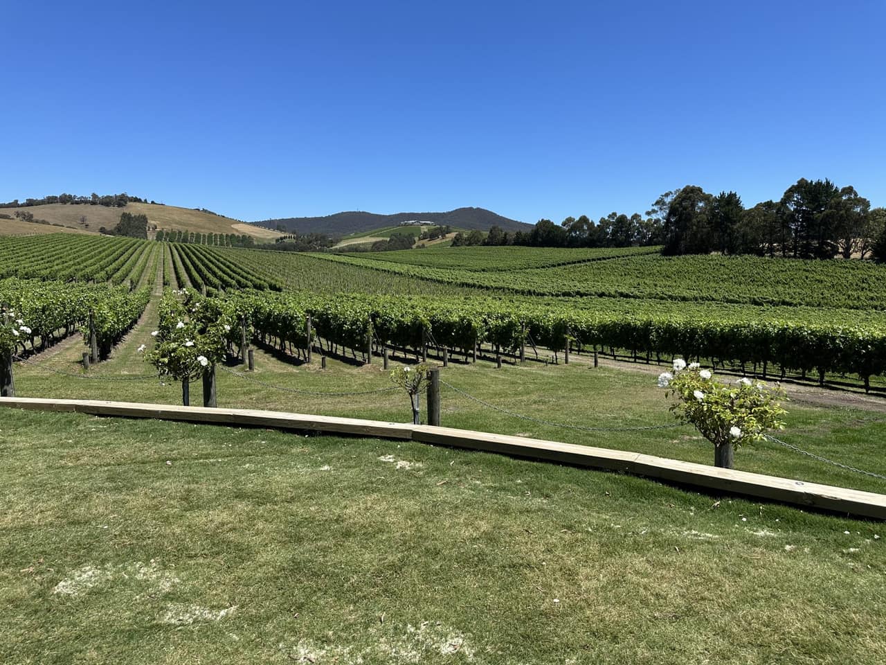 Vignes sur les coteaux, rangs de vigne au soleil